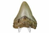 Bargain, Megalodon Tooth - North Carolina #152991-2